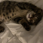 Loki Mon Chat  Européen Mâle - Garde d'animaux à domicile