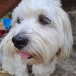 Rudy Mon Chien  Coton de Tuléar Mâle stérilisé - Garde d'animaux à domicile
