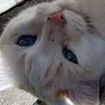 Neige Mon Chat  Européen Femelle stérilisée - Garde d'animaux à domicile