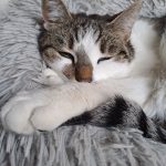 Triss Mon Chat  Européen Femelle - Garde d'animaux à domicile