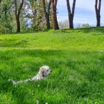 Image de profil de Apolline - Blooming Pets - Petsitting et garde d'animaux à domicile