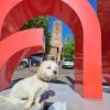 Images de profil de Apolline - Blooming Pets - Petsitting et garde d'animaux à domicile