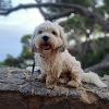 Images de profil de Apolline - Blooming Pets - Petsitting et garde d'animaux à domicile