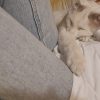 Images de profil de Apolline - Blooming Pets - Petsitting et garde d'animaux à domicile