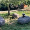 Images de profil de Apolline - Blooming Pets - Petsitting et garde d'animaux à domicile