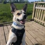 Katara Mon Chien  Podengo Portugais Femelle - Garde d'animaux à domicile