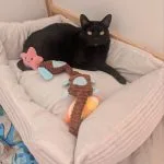 Yoda Mon Chat  Européen Mâle stérilisé - Garde d'animaux à domicile