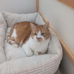 Naruto Mon Chat  Européen Mâle stérilisé - Garde d'animaux à domicile