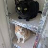 Images de profil de Inès - Blooming Pets - Petsitting et garde d'animaux à domicile