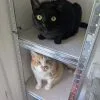 Images de profil de Inès - Blooming Pets - Petsitting et garde d'animaux à domicile