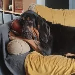 Sandor Sandor Mon Chien Chien de Saint-Hubert Mâle - Garde d'animaux à domicile