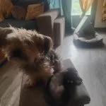 Maki Maki Mon Chien Yorkshire Terrier Femelle - Garde d'animaux à domicile