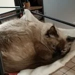 Palico Palico Mon Chat Sacré de Birmanie Femelle - Garde d'animaux à domicile