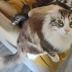 Loulou Mon Chat  American Curl Mâle - Garde d'animaux à domicile