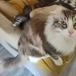 Loulou Loulou Mon Chat American Curl Mâle - Garde d'animaux à domicile