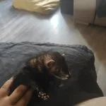 Ryuk Ryuk Mon Furet Chocolat Mâle - Garde d'animaux à domicile