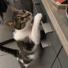 Images de profil de Charles - Blooming Pets - Petsitting et garde d'animaux à domicile