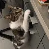 Images de profil de Charles - Blooming Pets - Petsitting et garde d'animaux à domicile