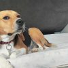 Images de profil de Charles - Blooming Pets - Petsitting et garde d'animaux à domicile