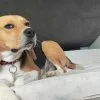 Images de profil de Charles - Blooming Pets - Petsitting et garde d'animaux à domicile