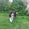 Images de profil de Charles - Blooming Pets - Petsitting et garde d'animaux à domicile
