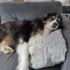 Images de profil de Charles - Blooming Pets - Petsitting et garde d'animaux à domicile