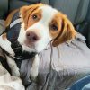 Images de profil de Charles - Blooming Pets - Petsitting et garde d'animaux à domicile