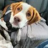 Images de profil de Charles - Blooming Pets - Petsitting et garde d'animaux à domicile