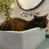Images de profil de Arthur - Blooming Pets - Petsitting et garde d'animaux à domicile