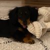 Images de profil de Arthur - Blooming Pets - Petsitting et garde d'animaux à domicile