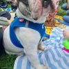 Images de profil de Anaïs - Blooming Pets - Petsitting et garde d'animaux à domicile