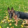 Images de profil de Anaïs - Blooming Pets - Petsitting et garde d'animaux à domicile