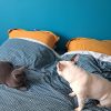 Images de profil de Anaïs - Blooming Pets - Petsitting et garde d'animaux à domicile