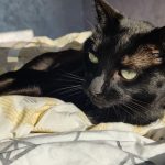 Calypso Mon Chat  Européen Mâle stérilisé - Garde d'animaux à domicile