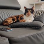 Nina Mon Chat  Européen Femelle stérilisée - Garde d'animaux à domicile