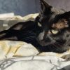 Images de profil de Athénaïs - Blooming Pets - Petsitting et garde d'animaux à domicile