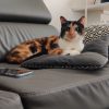 Images de profil de Athénaïs - Blooming Pets - Petsitting et garde d'animaux à domicile