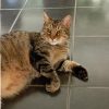 Images de profil de Athénaïs - Blooming Pets - Petsitting et garde d'animaux à domicile