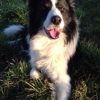 Images de profil de Athénaïs - Blooming Pets - Petsitting et garde d'animaux à domicile