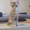 Images de profil de Athénaïs - Blooming Pets - Petsitting et garde d'animaux à domicile