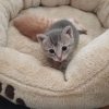 Images de profil de Athénaïs - Blooming Pets - Petsitting et garde d'animaux à domicile