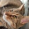 Images de profil de Athénaïs - Blooming Pets - Petsitting et garde d'animaux à domicile