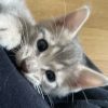 Images de profil de Athénaïs - Blooming Pets - Petsitting et garde d'animaux à domicile