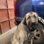 Mofy Mon Chien  Cocker Américain Mâle - Garde d'animaux à domicile