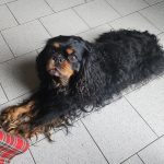 Milka Mon Chien  Cavalier King Charles Spaniel Mâle - Garde d'animaux à domicile