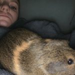 Tara Mon Cochon d’Inde  Rex Femelle - Garde d'animaux à domicile