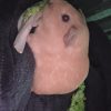 Images de profil de Audrey - Blooming Pets - Petsitting et garde d'animaux à domicile