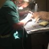 Images de profil de Audrey - Blooming Pets - Petsitting et garde d'animaux à domicile