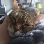 Mimine Mon Chat  Européen Femelle - Garde d'animaux à domicile