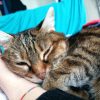 Images de profil de Audrey - Blooming Pets - Petsitting et garde d'animaux à domicile